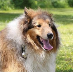 Coghlans rolnička na medvědy s karabinou Bear Bell