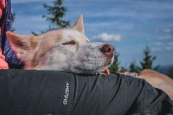 Husky dámské outdoor kalhoty Krony L ZELENÁ