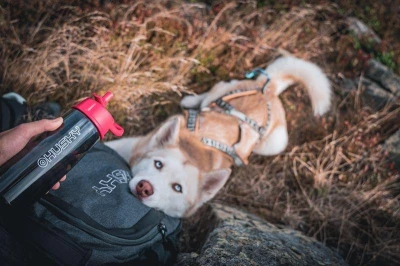 Husky Springler modrá outdoorová láhev