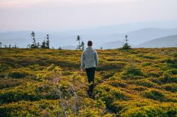 Husky Aflee M mustard pánská fleecová mikina