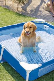 Intex Bazén pre domáce zvieratá 48402 152x152x30 cm