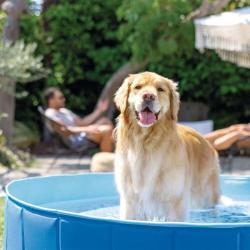 Intex Bazén pro domácí mazlíčky 48400 152x30 cm (VÝPRODEJ)