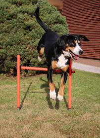 Merco Dog Trainer agility prekážky pre psy