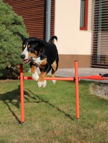 Merco Dog Trainer agility prekážky pre psy